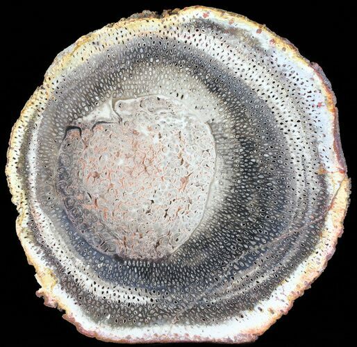 Petrified Tree Fern (Tietea) Slab - Brazil #62581